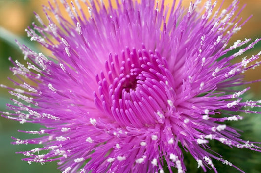 Mariendistel komplette Pflanze